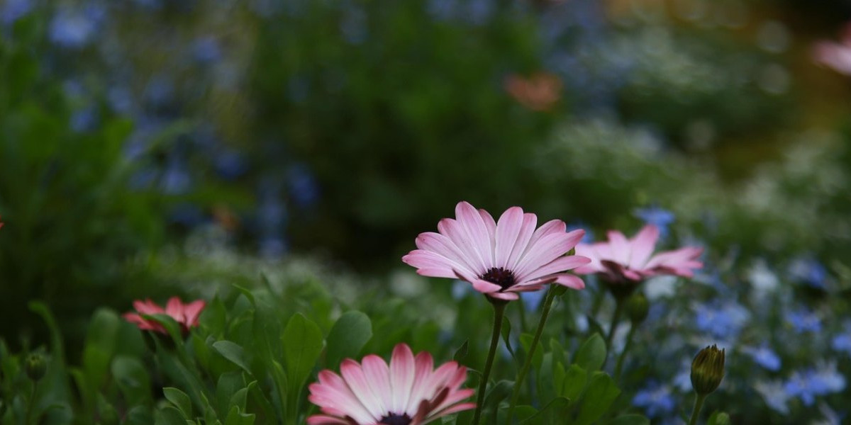 Botanischer Garten Bayonne