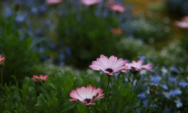 Botanical Gardens of Bayonne