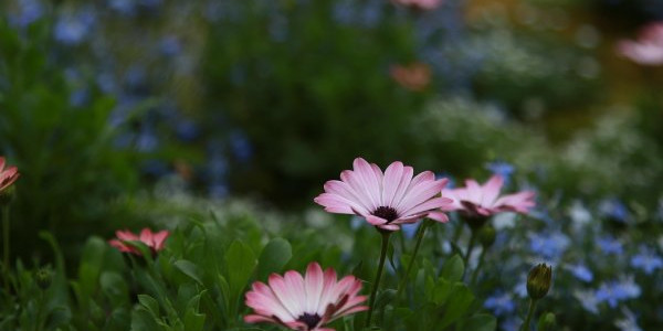 Botanical Gardens of Bayonne